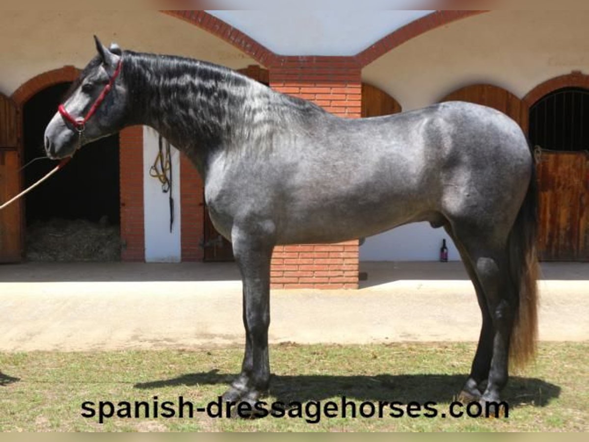 PRE Mix Wallach 3 Jahre 168 cm Schimmel in Barcelona