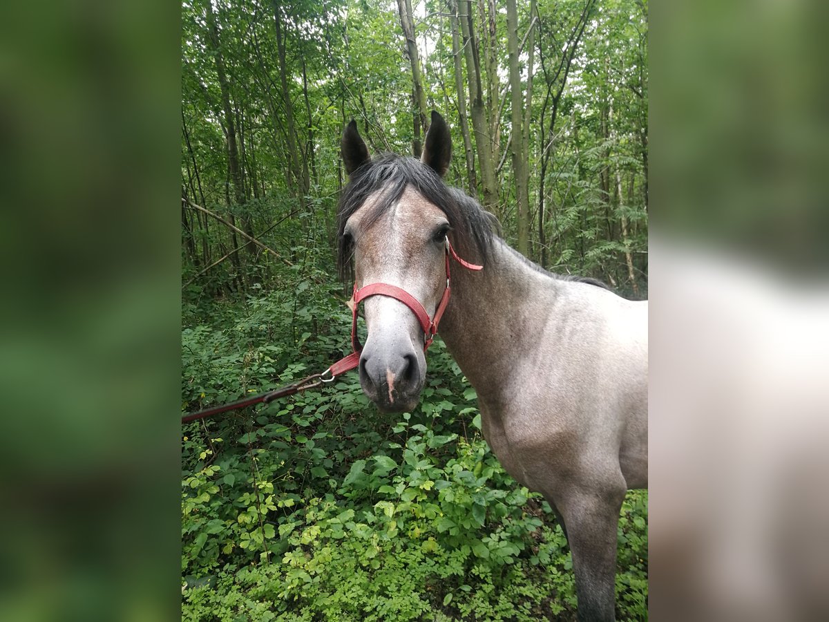 PRE Mix Wallach 4 Jahre 155 cm Braunfalbschimmel in Euskirchen