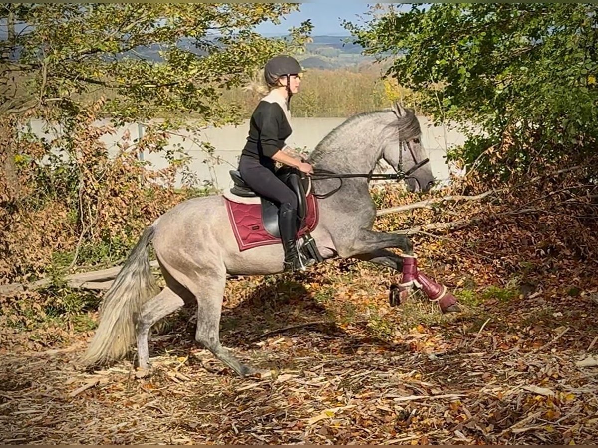 PRE Mix Wallach 4 Jahre 155 cm Schimmel in Neustadt (Wied)