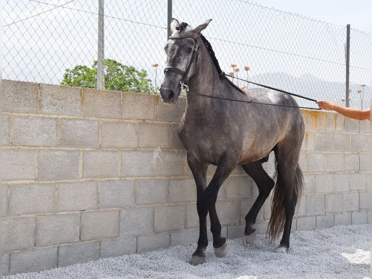 PRE Wallach 4 Jahre 155 cm Schimmel in Provinz Granada
