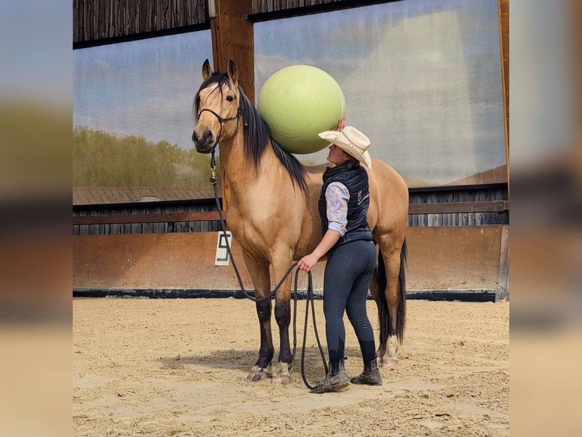 PRE Wallach 4 Jahre 156 cm Falbe in BetchatCaumont
