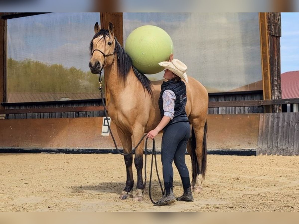 PRE Wallach 4 Jahre 156 cm Falbe in Caumont