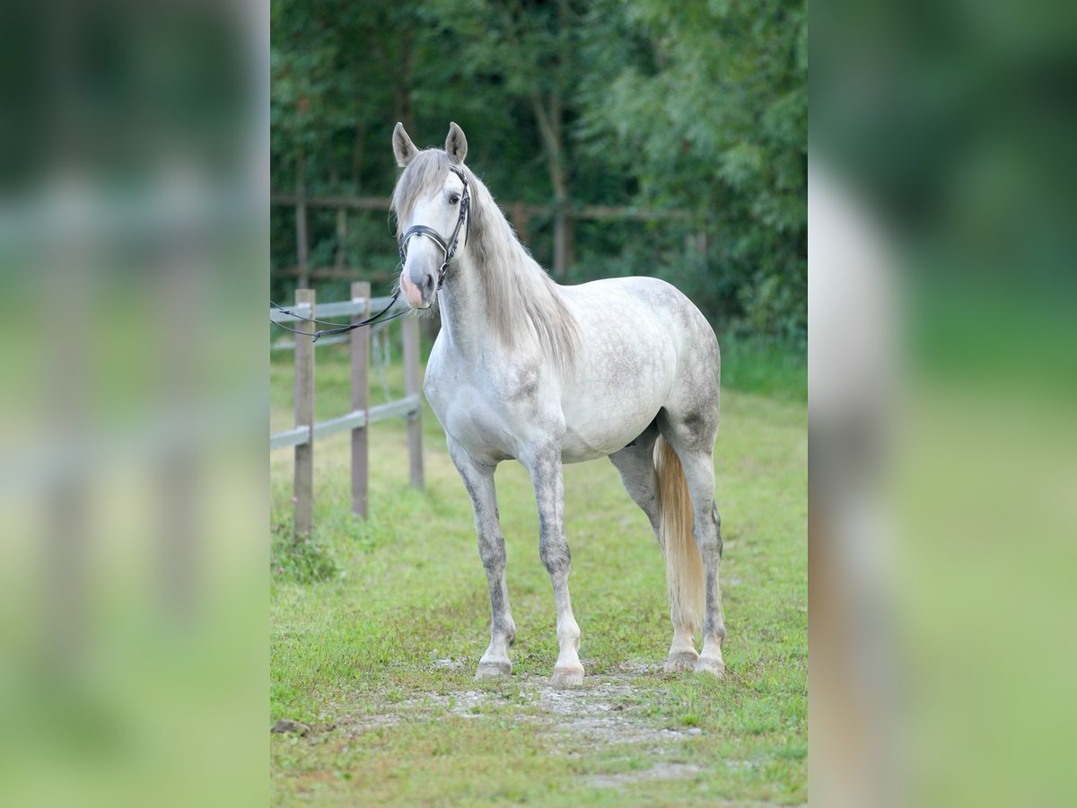 PRE Mix Wallach 4 Jahre 157 cm Schimmel in Affoltern am Albis