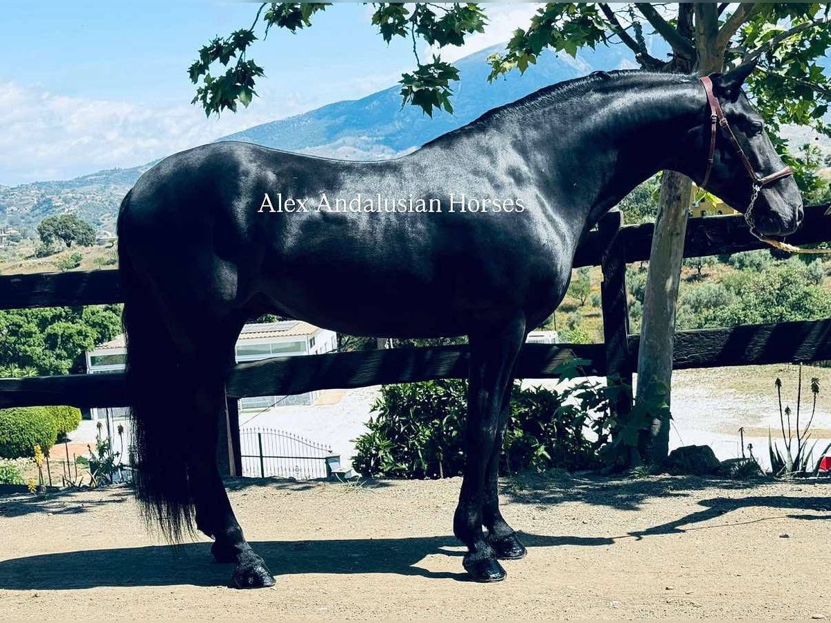 PRE Mix Wallach 4 Jahre 158 cm Rappe in Sevilla