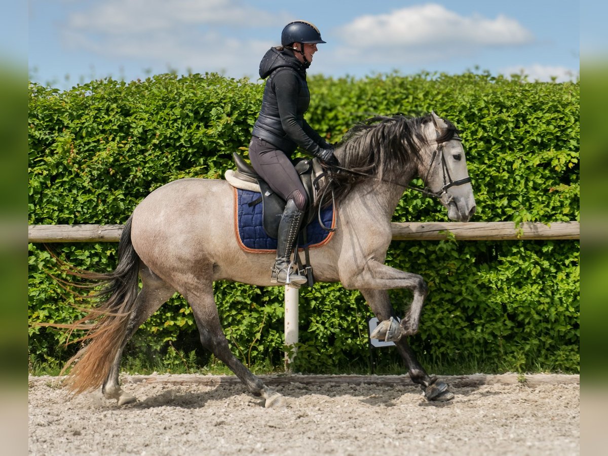 PRE Wallach 4 Jahre 158 cm Schimmel in Neustadt (Wied)