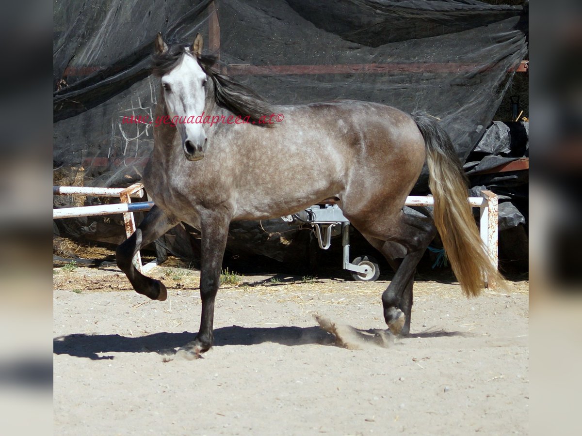 PRE Wallach 4 Jahre 159 cm Schimmel in Pruna