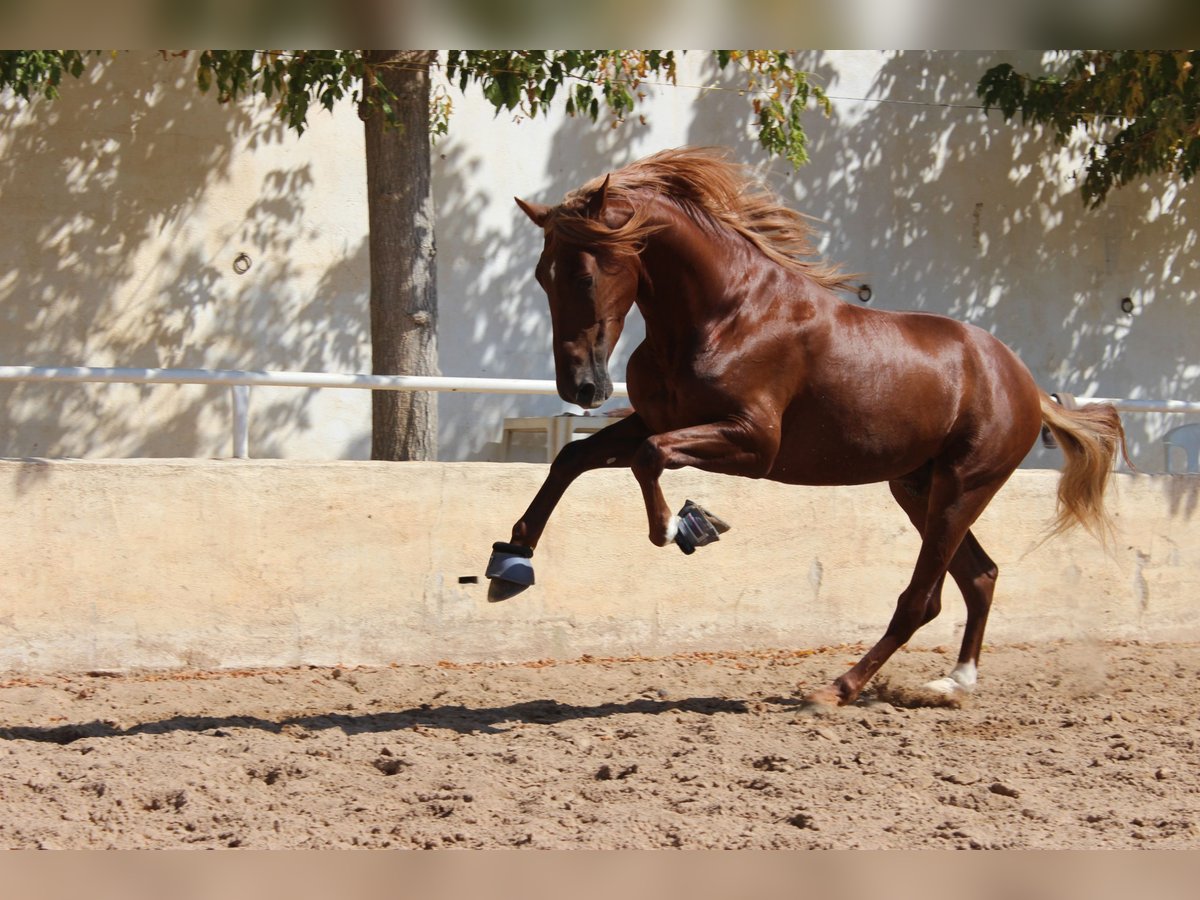 PRE Mix Wallach 4 Jahre 160 cm Fuchs in Castell&#xF3;n