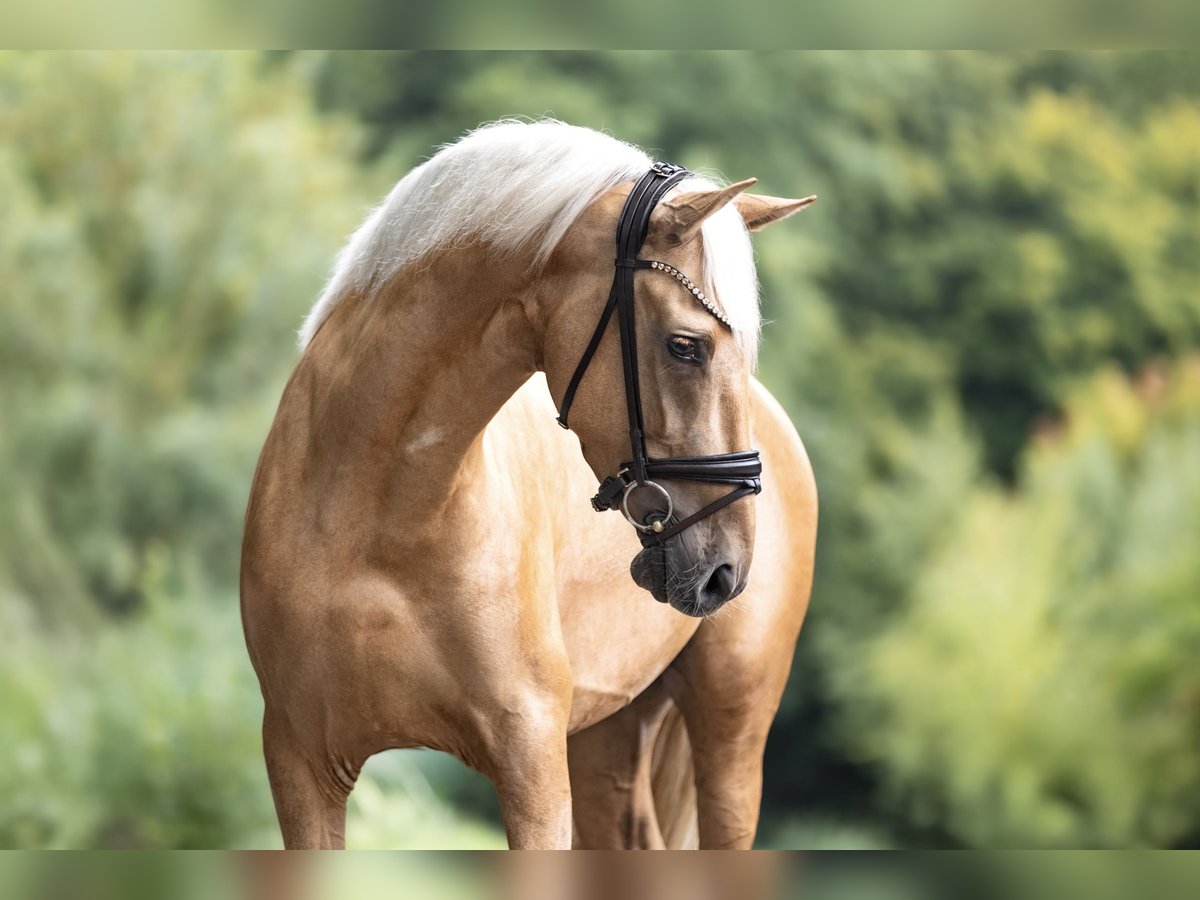 PRE Mix Wallach 4 Jahre 160 cm Palomino in Windhagen