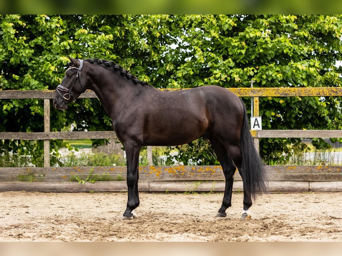 PRE Wallach 4 Jahre 160 cm Rappe in Grebenhain