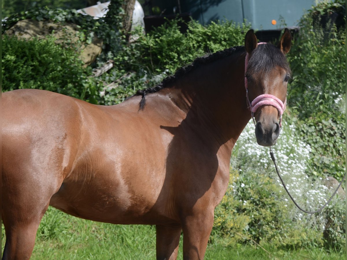 PRE Mix Wallach 4 Jahre 161 cm Brauner in Grebenhain