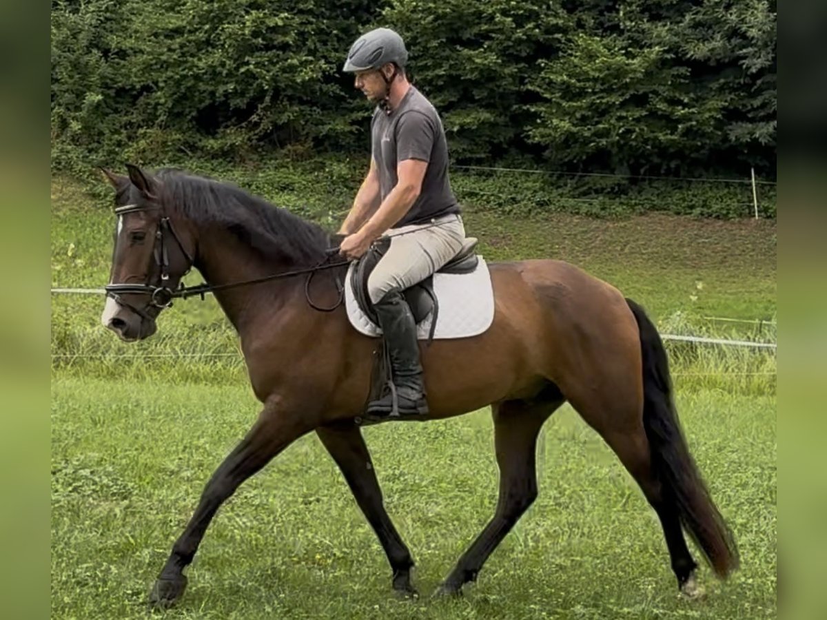 PRE Mix Wallach 4 Jahre 162 cm Brauner in Sankt Peter