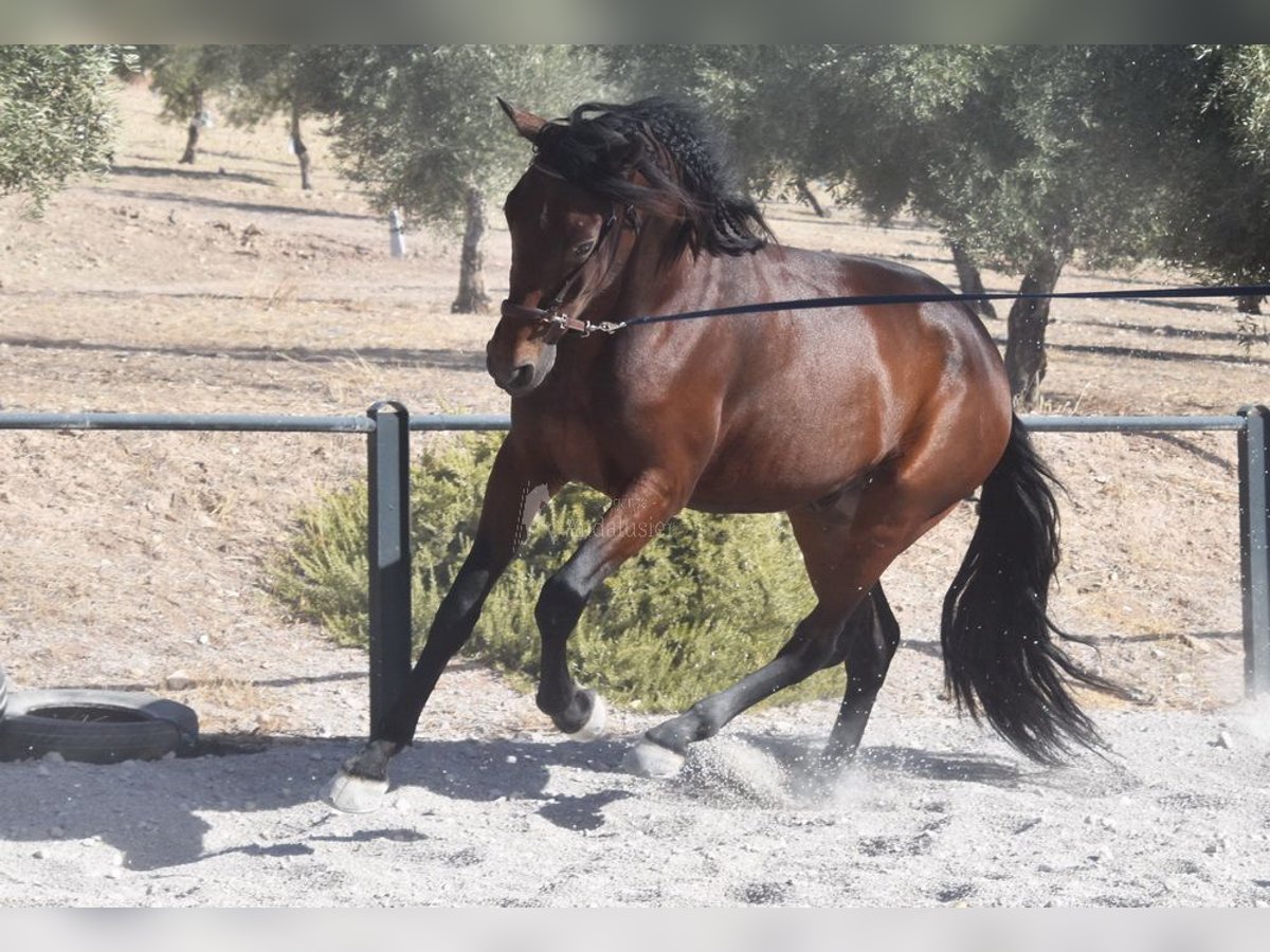 PRE Wallach 4 Jahre 163 cm Dunkelbrauner in Provinz Granada