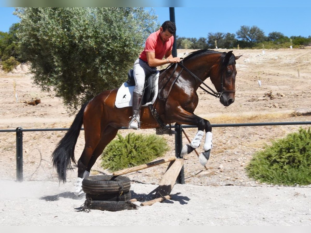 PRE Wallach 4 Jahre 163 cm Dunkelbrauner in Provinz Granada
