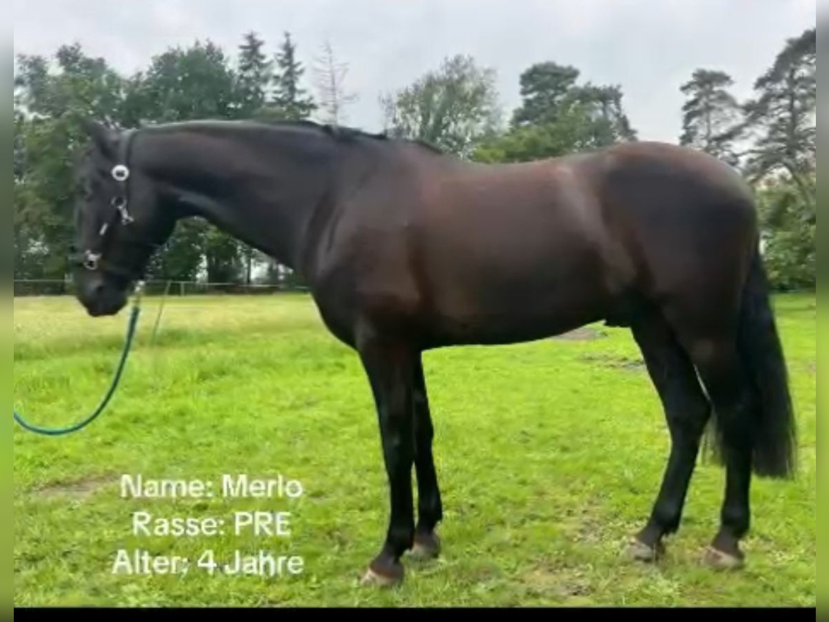 PRE Mix Wallach 4 Jahre 164 cm Rappe in Sottrum