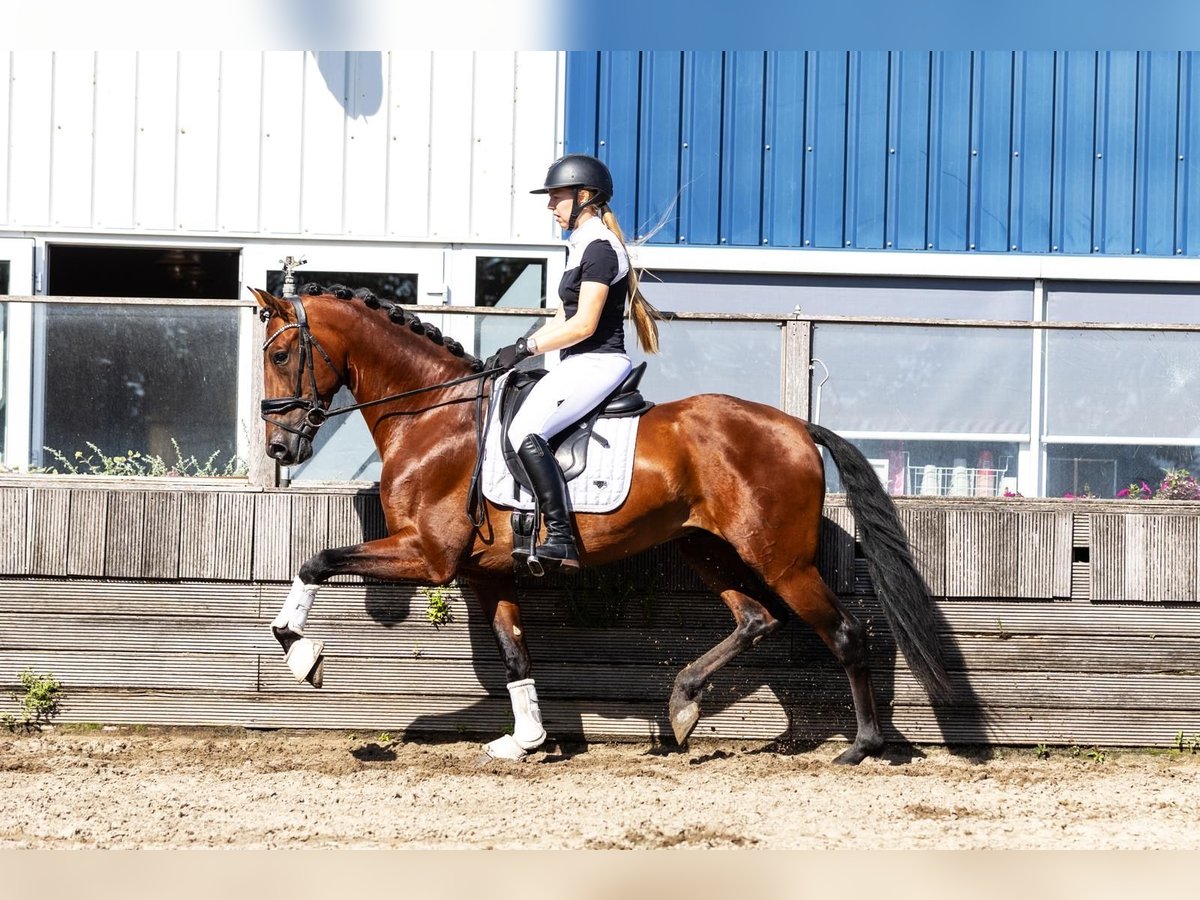 PRE Wallach 4 Jahre 165 cm Brauner in Poeldijk