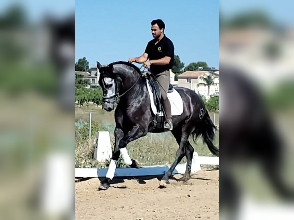 PRE Mix Wallach 4 Jahre 165 cm Rappschimmel in Neu-Anspach