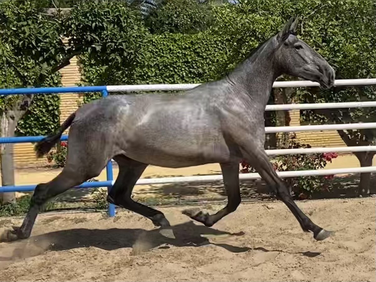 PRE Wallach 4 Jahre 165 cm Schimmel in Fuentes De Andalucia