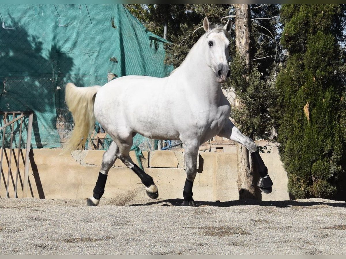 PRE Mix Wallach 4 Jahre 165 cm Schimmel in Provinz Granada