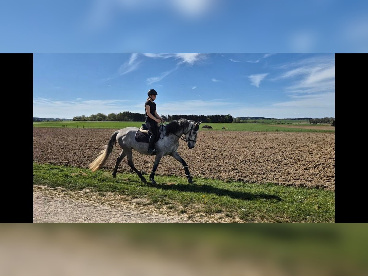 PRE Mix Wallach 4 Jahre 166 cm Schimmel in Adelshofen