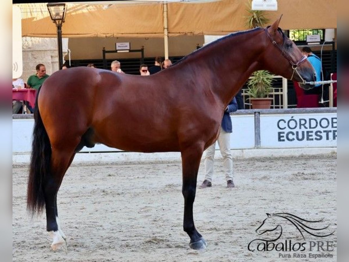 PRE Wallach 4 Jahre 167 cm Brauner in Sevilla
