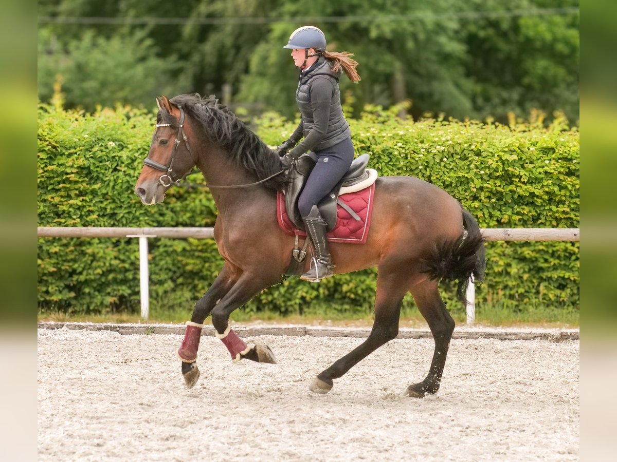 PRE Wallach 4 Jahre 168 cm Brauner in Neustadt (Wied)