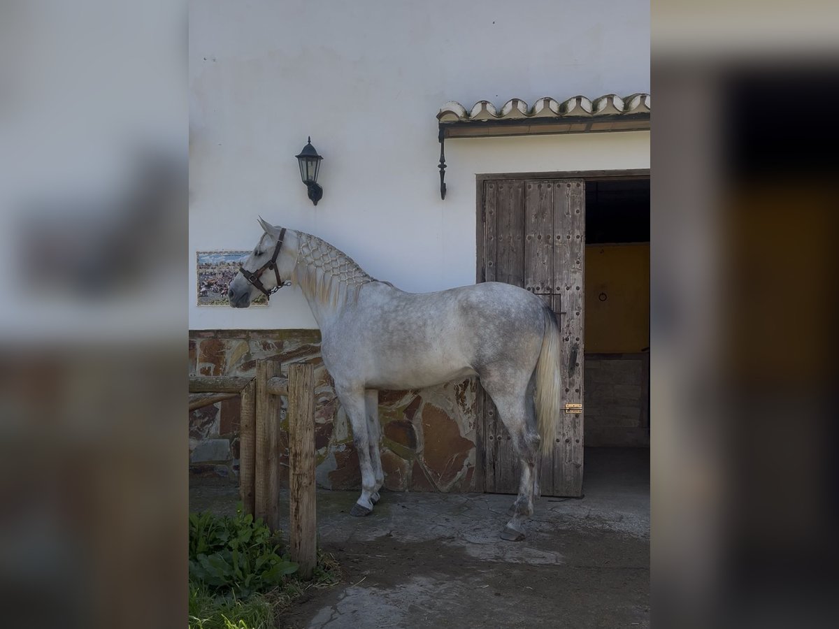 PRE Wallach 4 Jahre 170 cm Apfelschimmel in Malaga, Andalusia