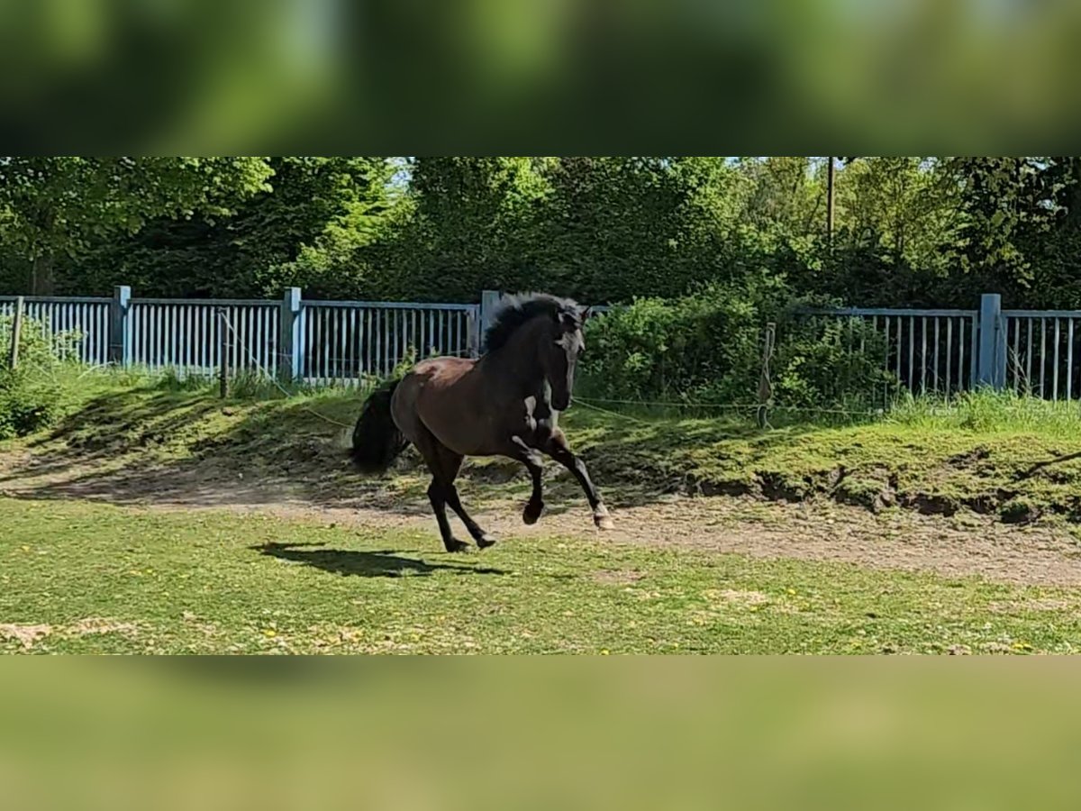 PRE Mix Wallach 5 Jahre 158 cm Rappe in Niederzier