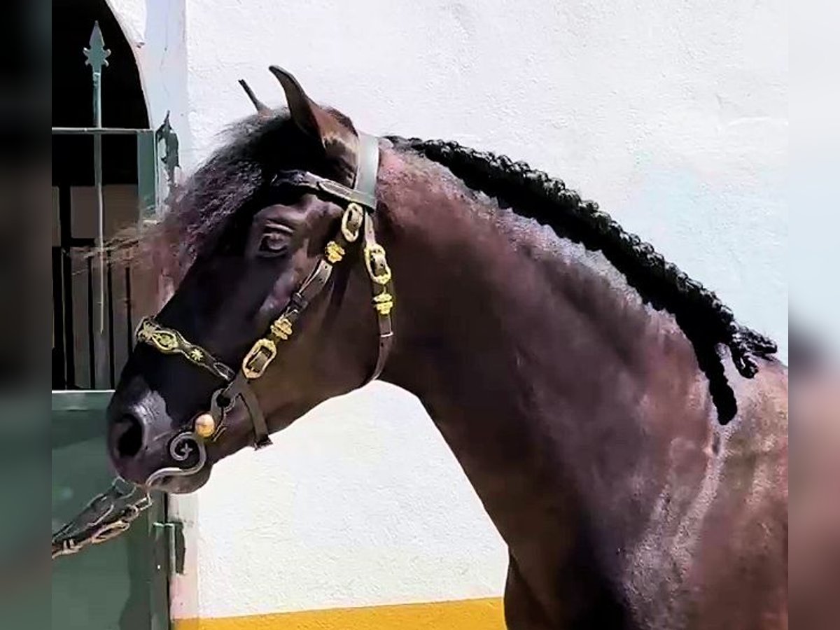 PRE Mix Wallach 5 Jahre 158 cm Rappe in Sanlucar