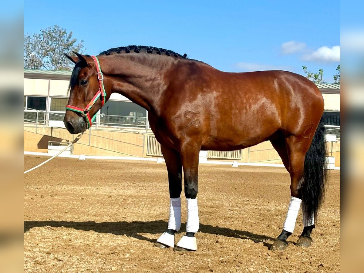 PRE Mix Wallach 5 Jahre 163 cm Brauner in Sm