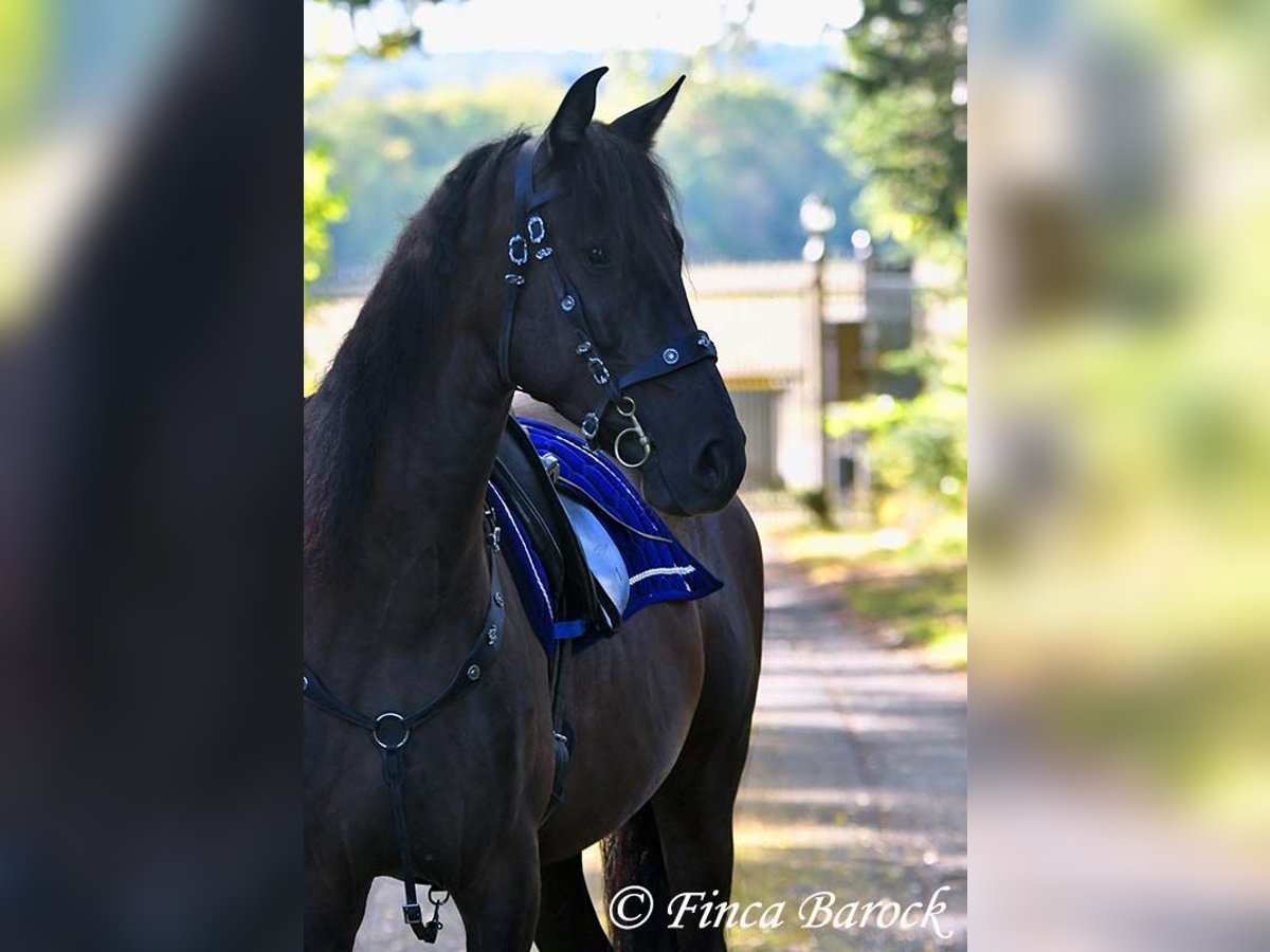 PRE Mix Wallach 5 Jahre 163 cm Rappe in Wiebelsheim