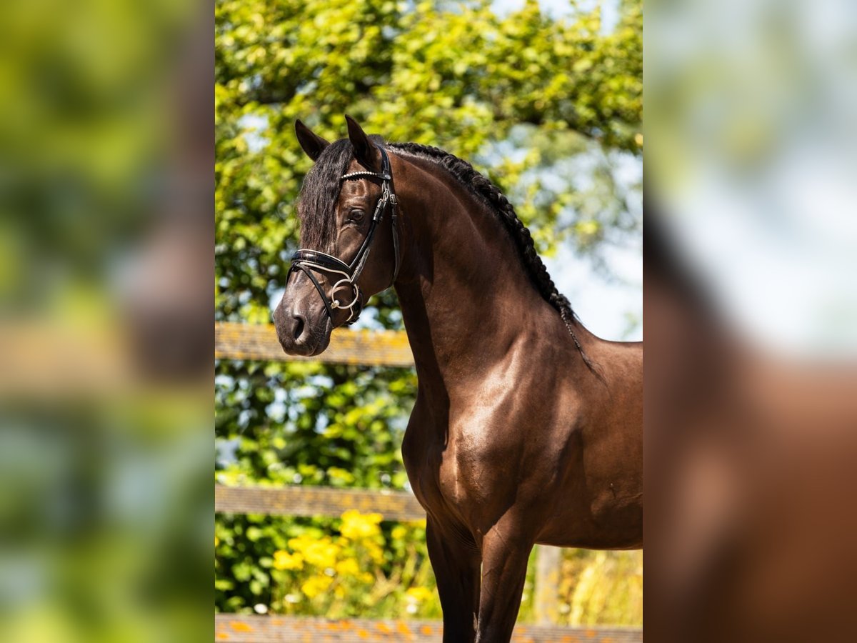 PRE Wallach 5 Jahre 163 cm Rappe in Neuenkirchen