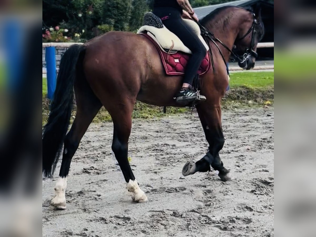 PRE Wallach 5 Jahre 164 cm Brauner in Kirchberg im Wald