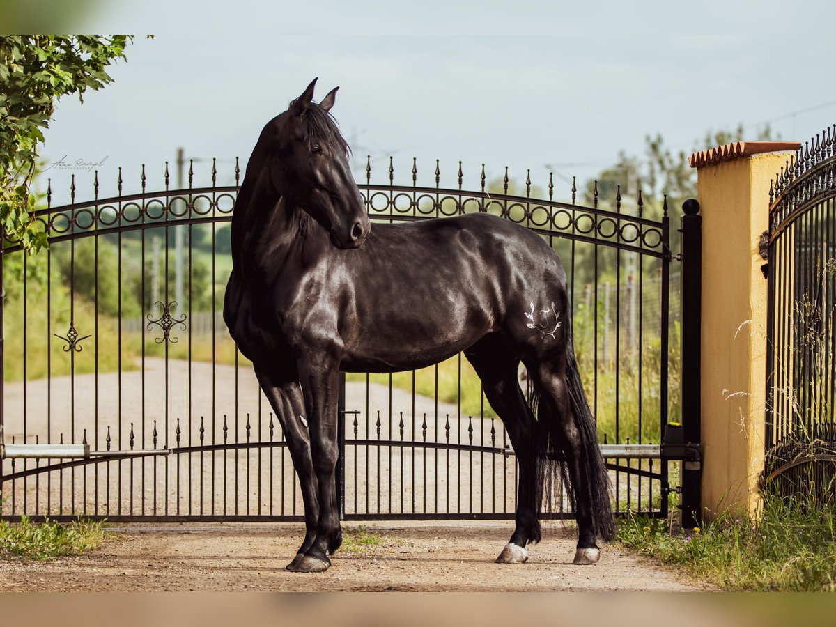 PRE Mix Wallach 5 Jahre 164 cm Rappe in Aldingen