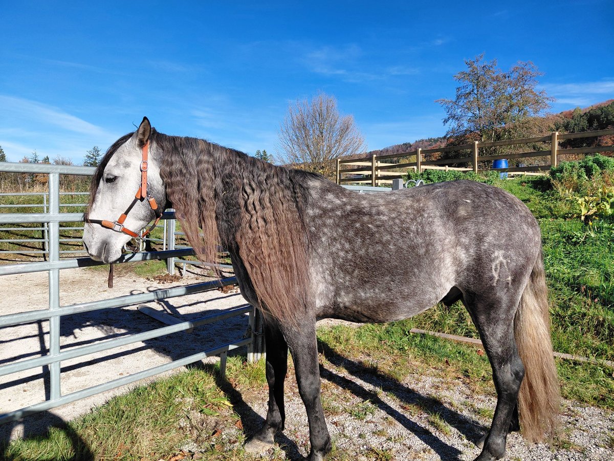 PRE Mix Wallach 5 Jahre 165 cm Apfelschimmel in Nussdorf
