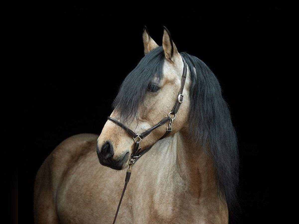 PRE Mix Wallach 5 Jahre 165 cm Buckskin in H&#xFC;nfelden