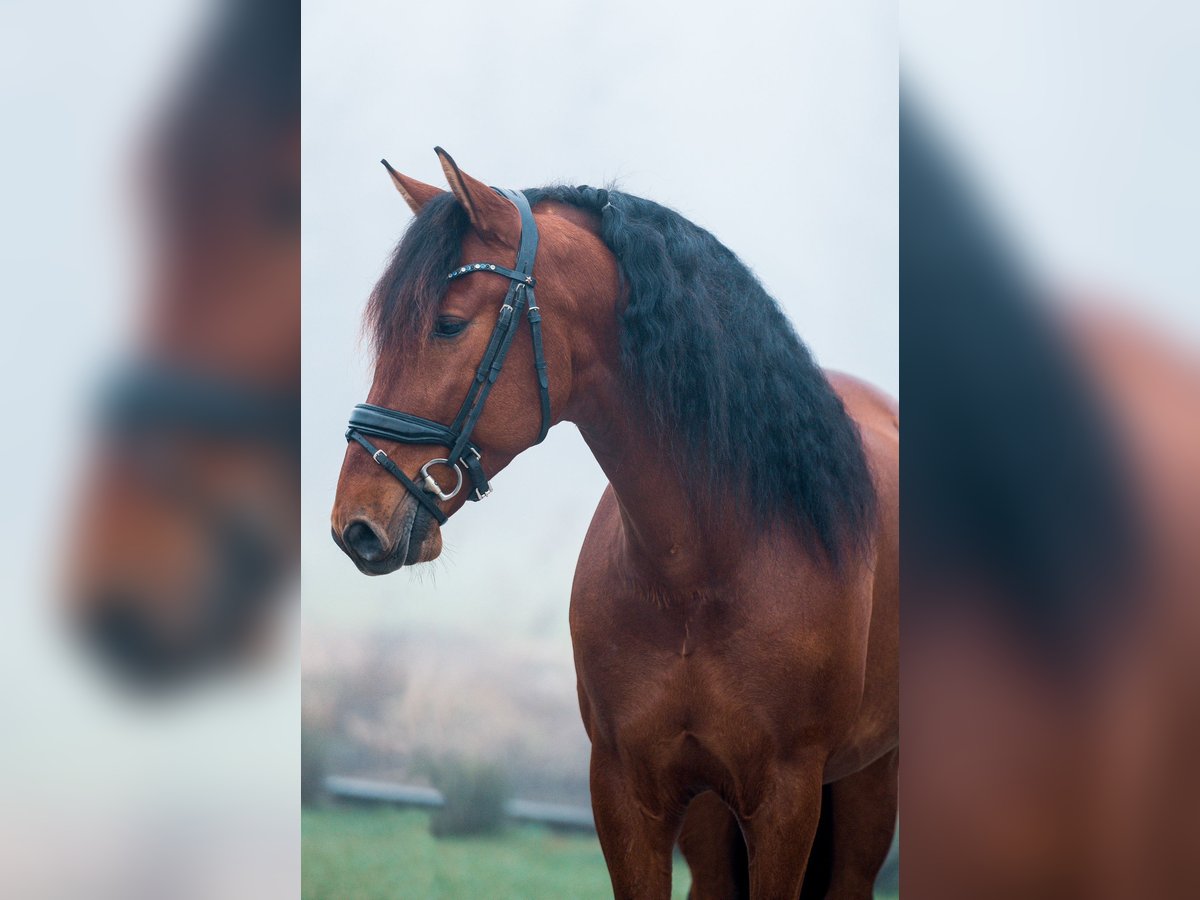 PRE Mix Wallach 5 Jahre 165 cm Dunkelbrauner in Vinkeveen