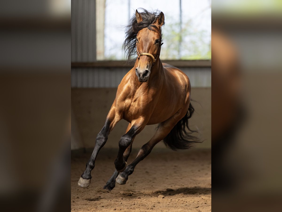 PRE Wallach 5 Jahre 165 cm Hellbrauner in Langeln