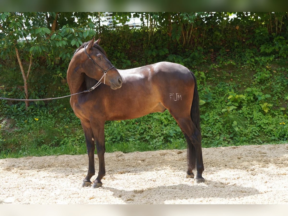 PRE Mix Wallach 5 Jahre 165 cm Schwarzbrauner in Krumbach