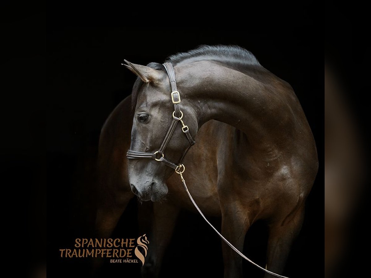 PRE Wallach 5 Jahre 167 cm Rappe in Traventhal