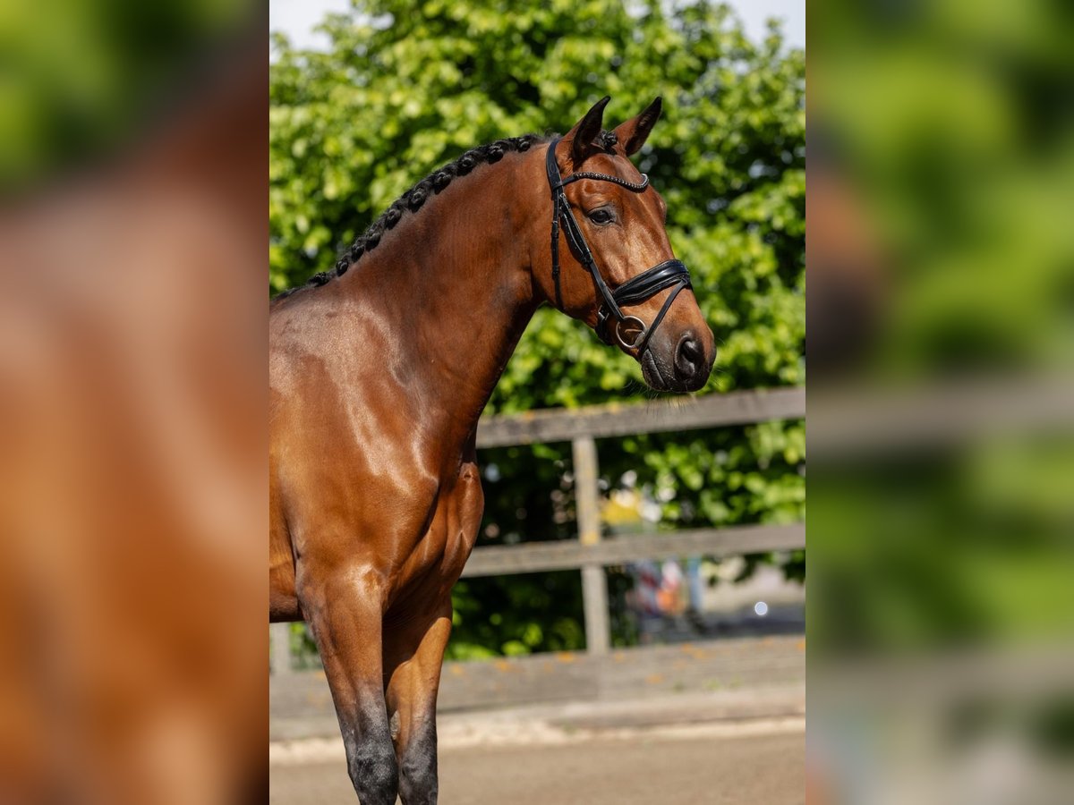PRE Wallach 5 Jahre 168 cm Brauner in Sm