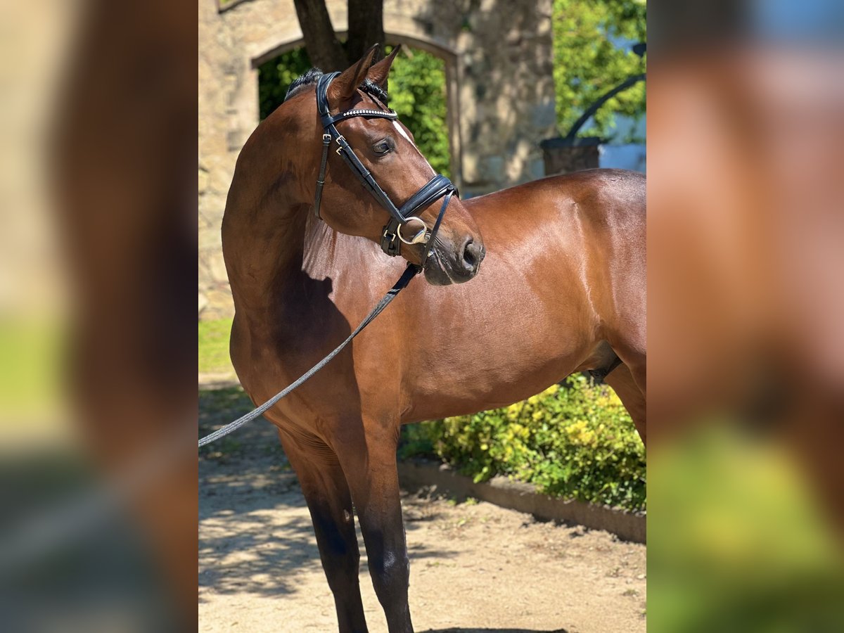 PRE Mix Wallach 5 Jahre 168 cm Brauner in Valldoriolf (Vilanova Del Valles)