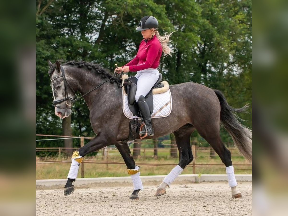 PRE Mix Wallach 5 Jahre 168 cm Schimmel in Rosengarten