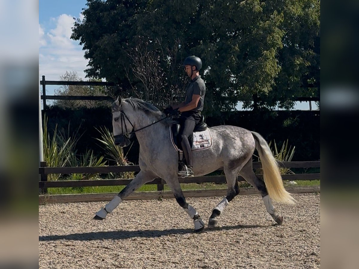 PRE Mix Wallach 5 Jahre 169 cm Apfelschimmel in Santa Perpetua de Mogoda