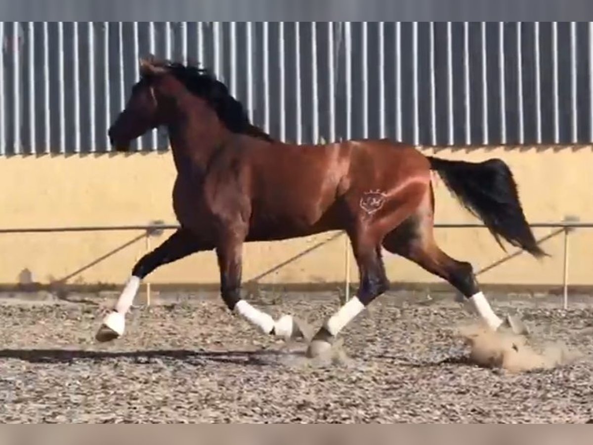 PRE Wallach 5 Jahre 174 cm Brauner in Niederzier