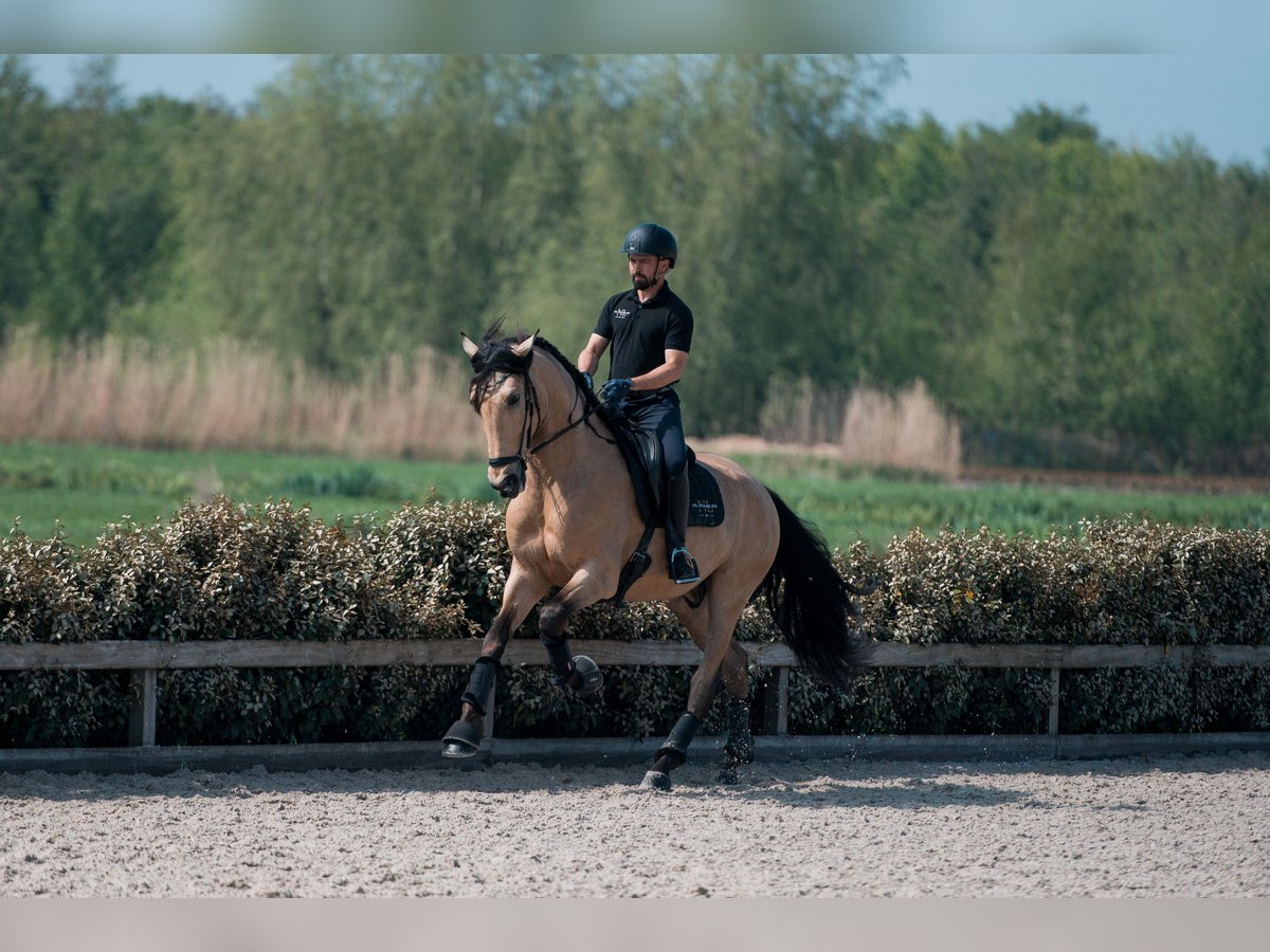 PRE Mix Wallach 5 Jahre 175 cm Buckskin in Vinkeveen