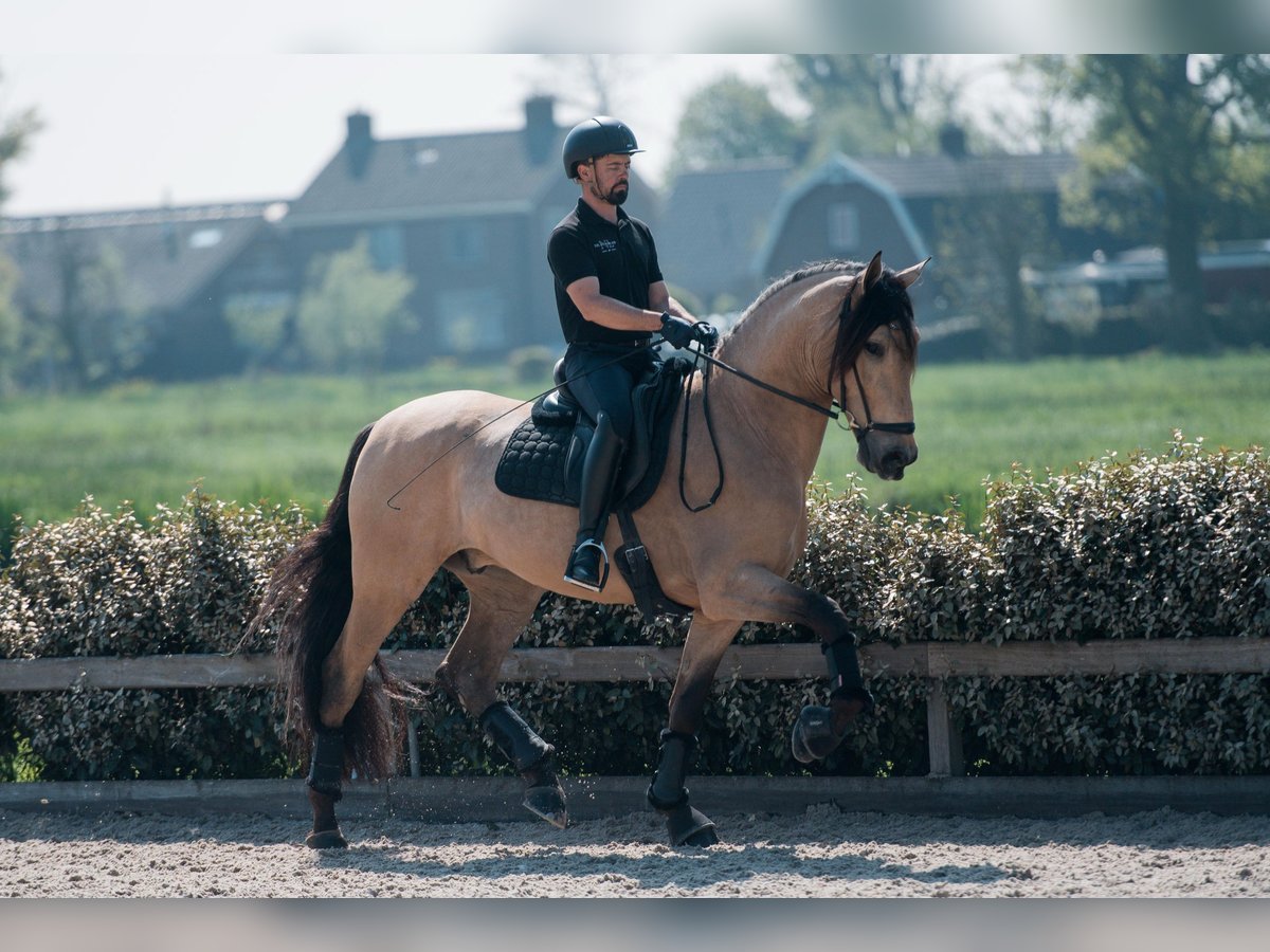 PRE Mix Wallach 5 Jahre 175 cm in Vinkeveen