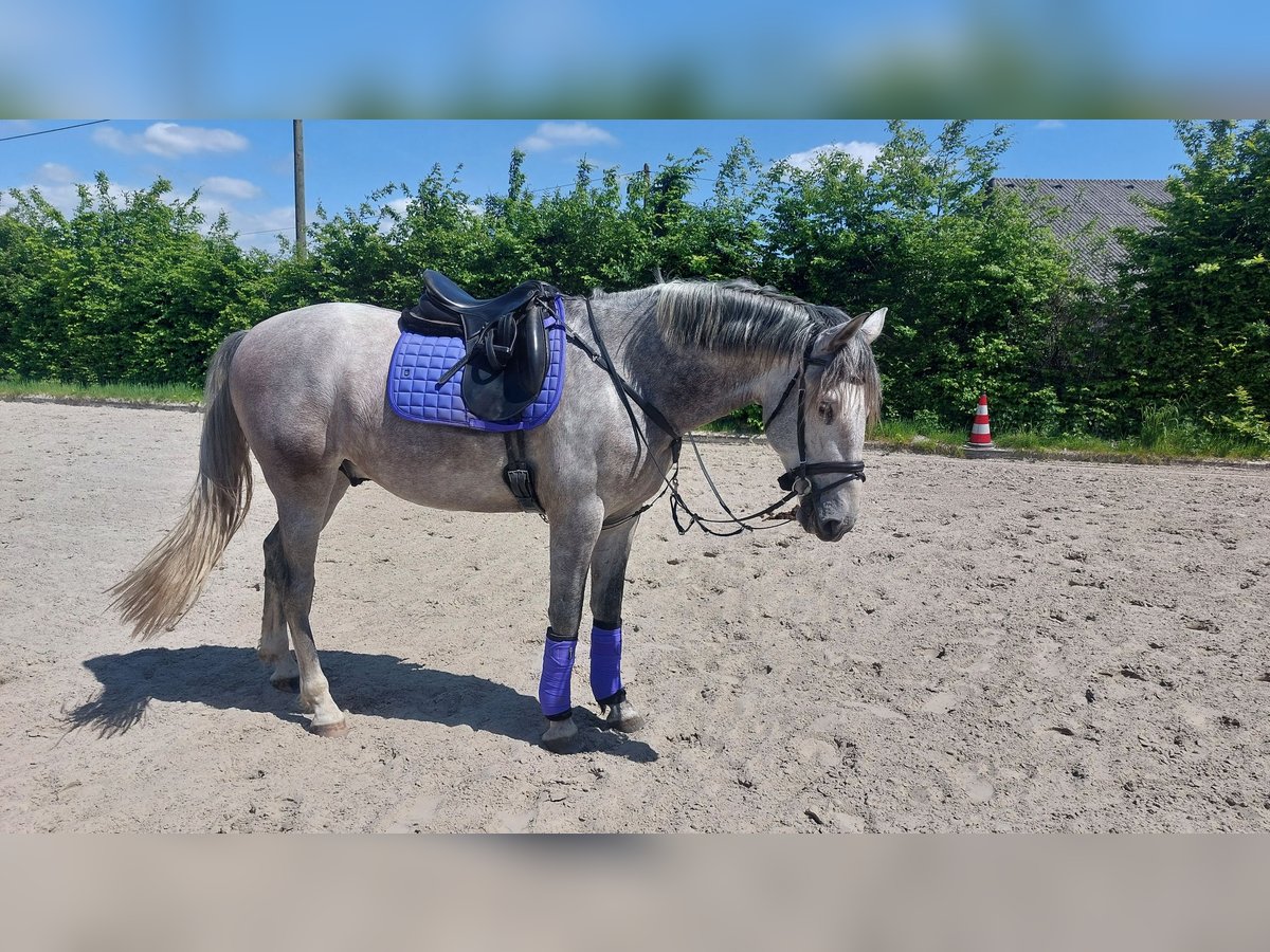 PRE Wallach 5 Jahre 175 cm Schimmel in Werne PRE Wallach 5 Jahre 175 cm Schimmel in Werne