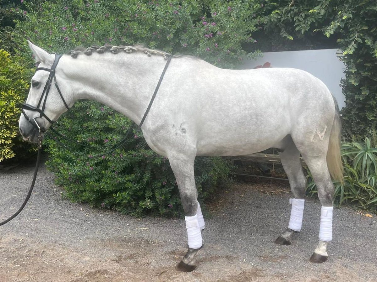 PRE Mix Wallach 5 Jahre 175 cm Schimmel in Navas Del Madro&#xF1;o