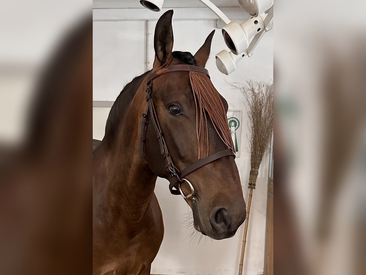 PRE Mix Wallach 6 Jahre 160 cm Brauner in Balingen
