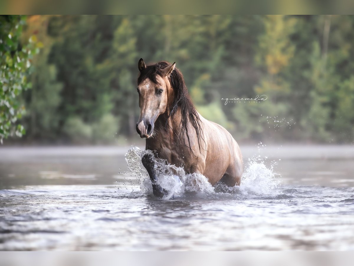 PRE Mix Wallach 6 Jahre 160 cm Buckskin in Windhagen